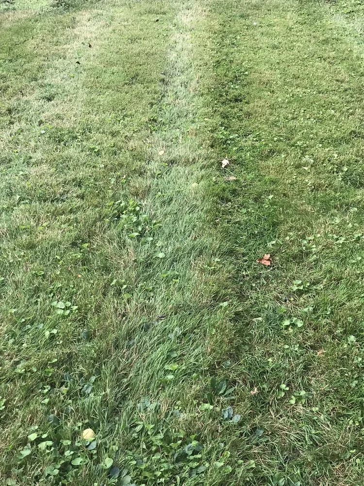 Top-rated yard cleanup service near you across Champaign, IL - Happy Green Services