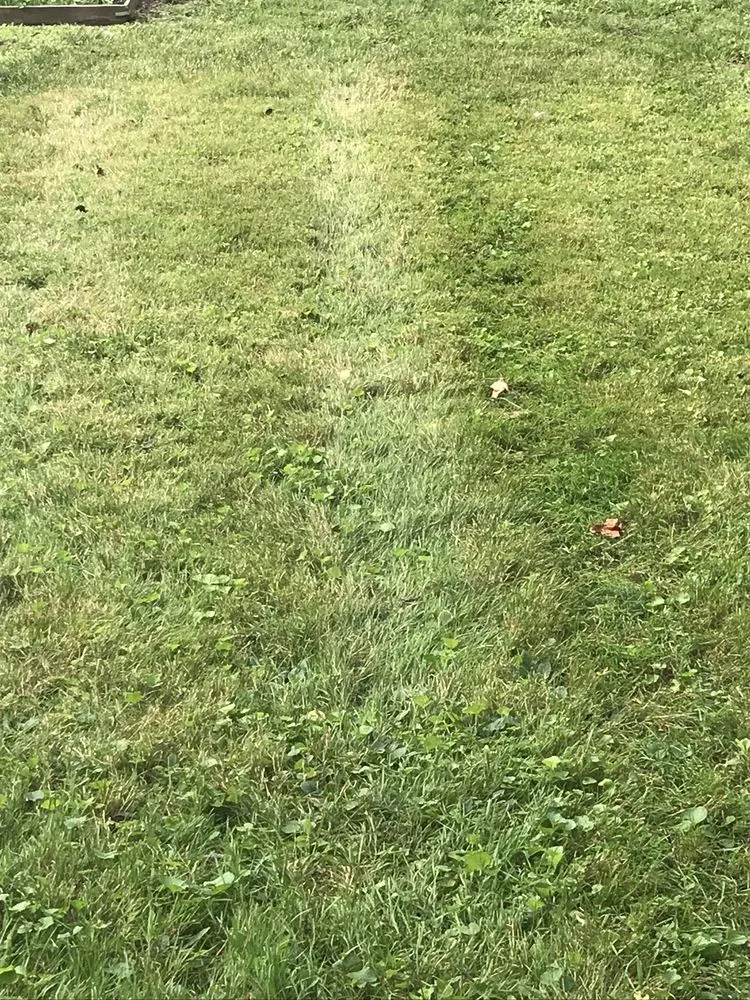 Top-rated yard cleanup service in Champaign, IL by Happy Green Services