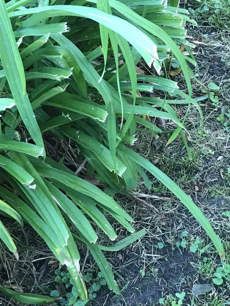 Top-rated residential landscaping in Champaign, IL - Happy Green Services