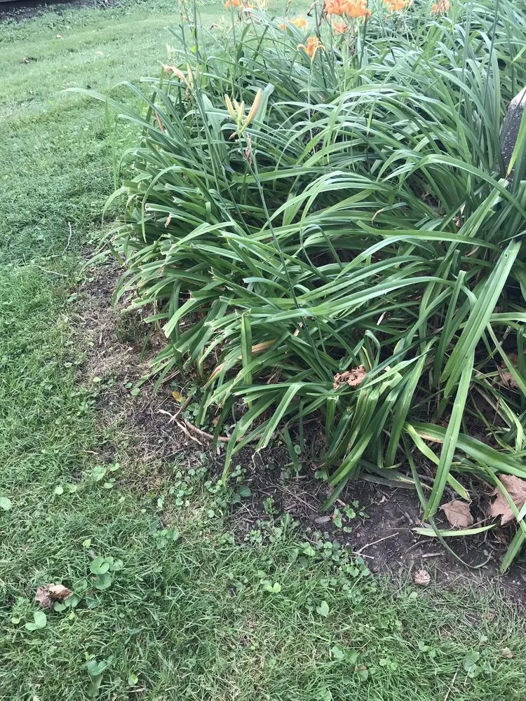 Professional landscaping services experts serving Champaign, IL - Happy Green Services