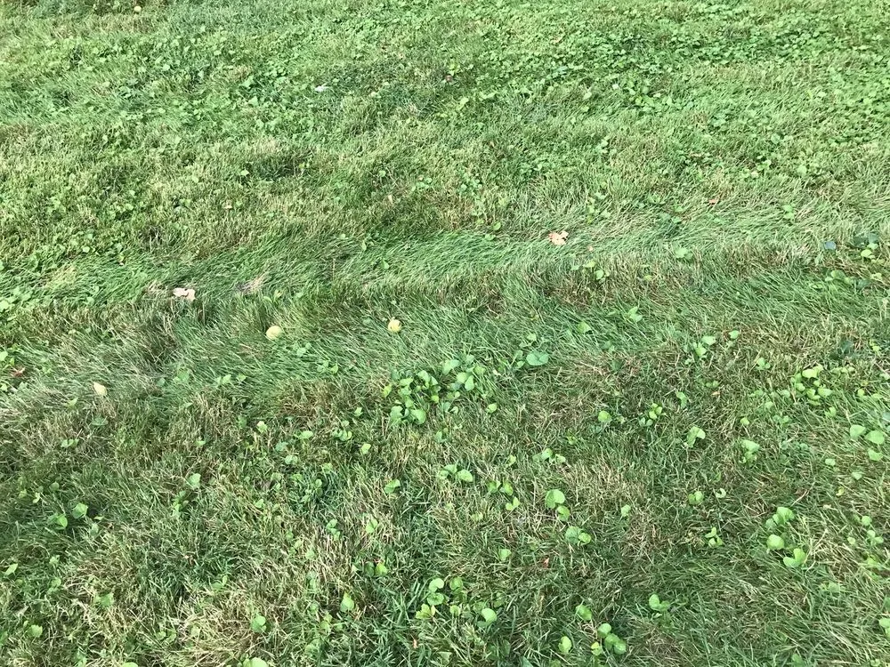 Local landscaping services for year-round maintenance across Champaign, IL - Happy Green Services