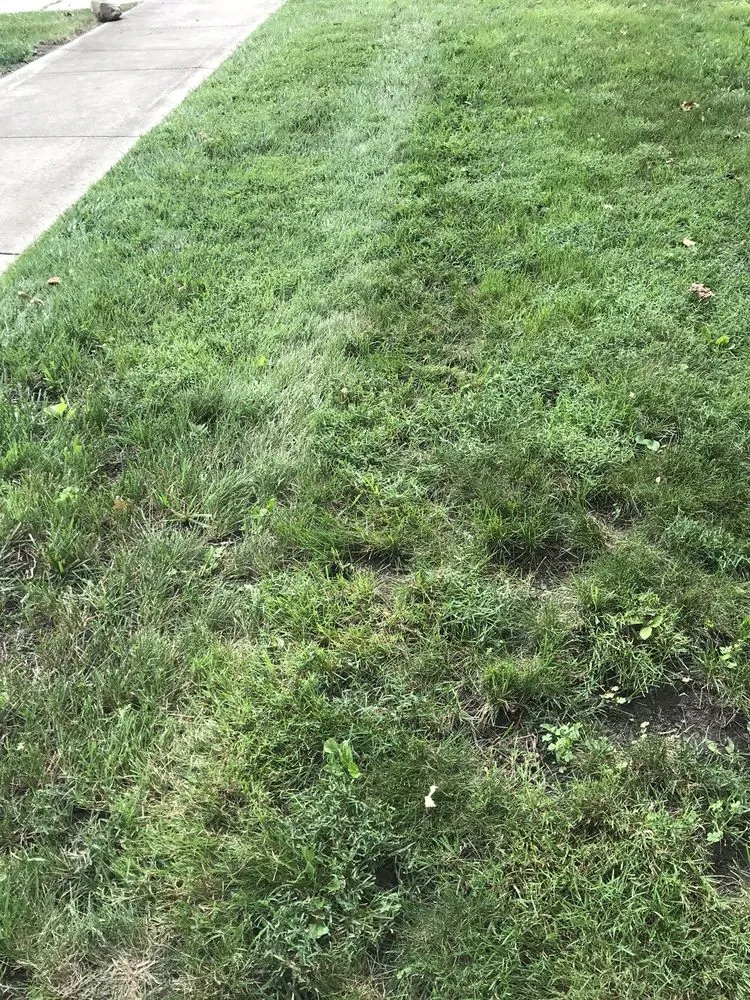 Affordable lawn mowing service experts serving Champaign, IL - Happy Green Services