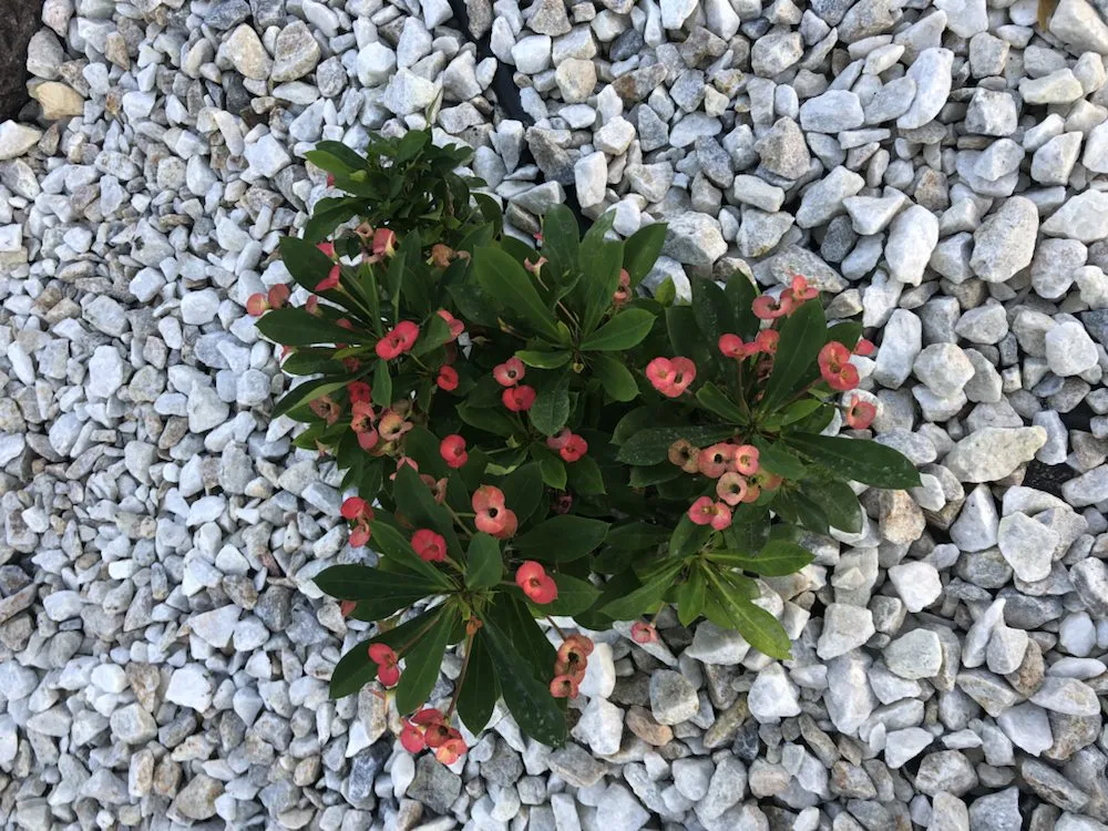 Professional outdoor landscaping experts serving El Cajon, CA - Happy Grounds Landscaping Services