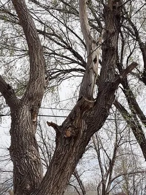 Happy Hands Yard Service Logo