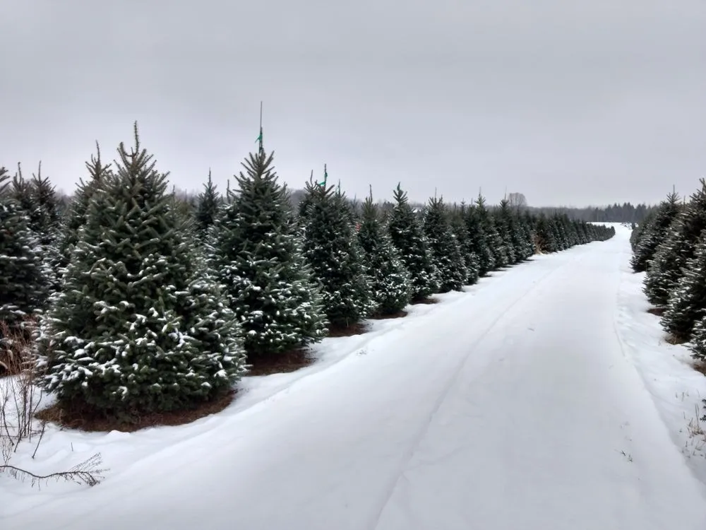 Top-rated yard maintenance in Sandstone, MN by Happy Land Tree Farms