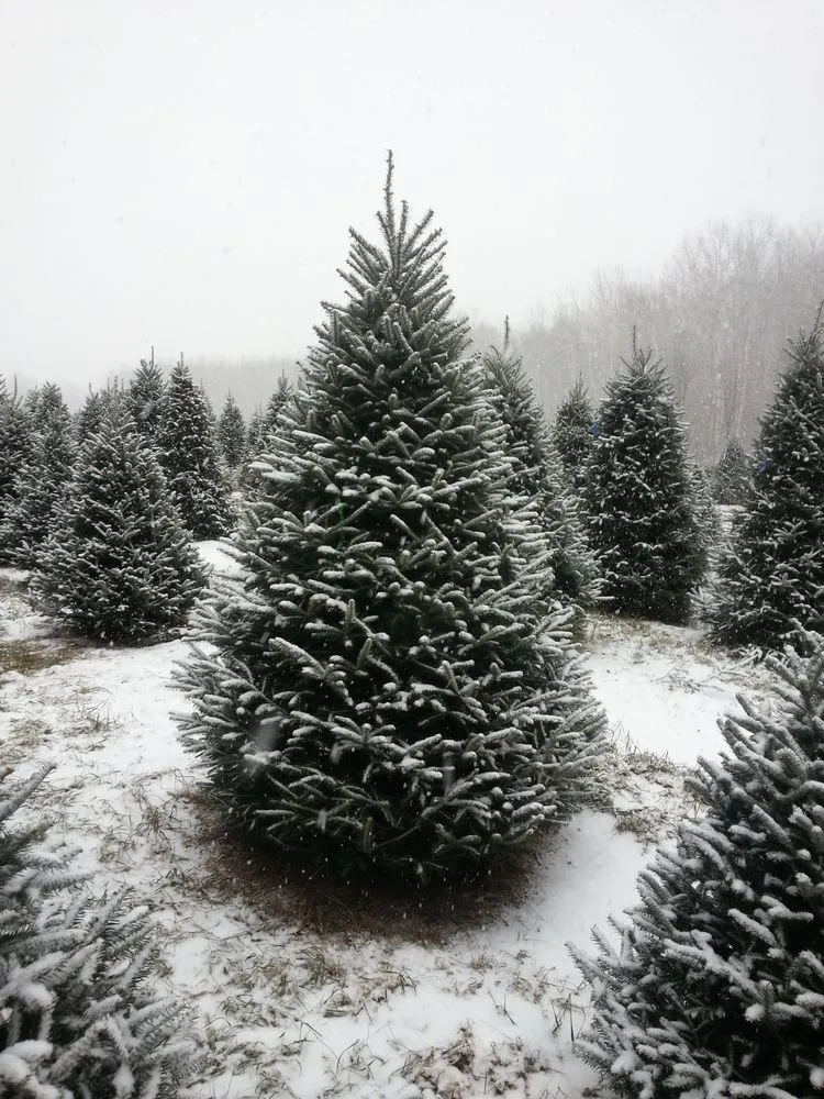 Affordable yard cleanup service in Sandstone, MN by Happy Land Tree Farms