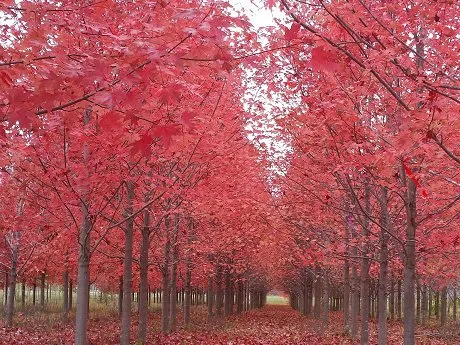 Local landscaping services in Sandstone, MN - Happy Land Tree Farms