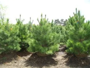 Professional yard cleanup service experts serving Sandstone, MN - Happy Land Tree Farms