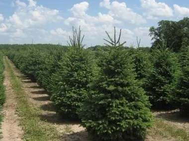 Expert landscape installation for homes across Sandstone, MN - Happy Land Tree Farms