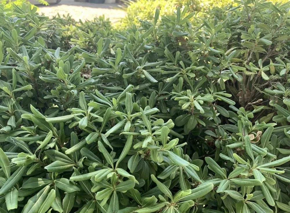 Reliable garden landscaping in Arden-Arcade, CA - Happy Lawn Company