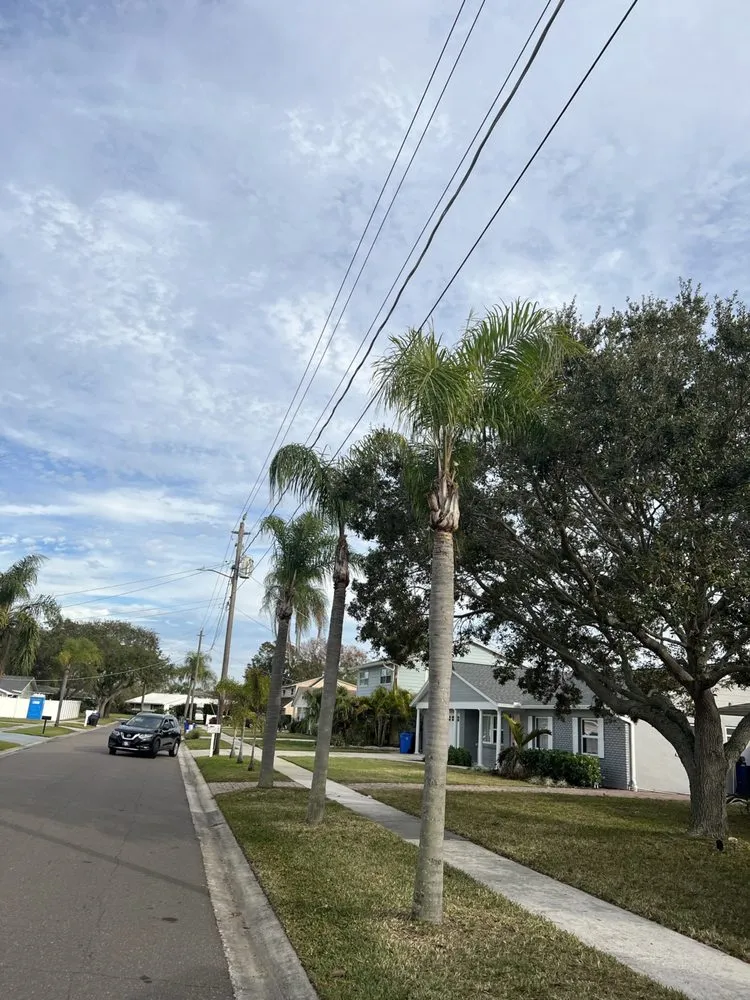 Reliable lawn mowing service in Tampa, FL by Happy Neighbor Tree Service