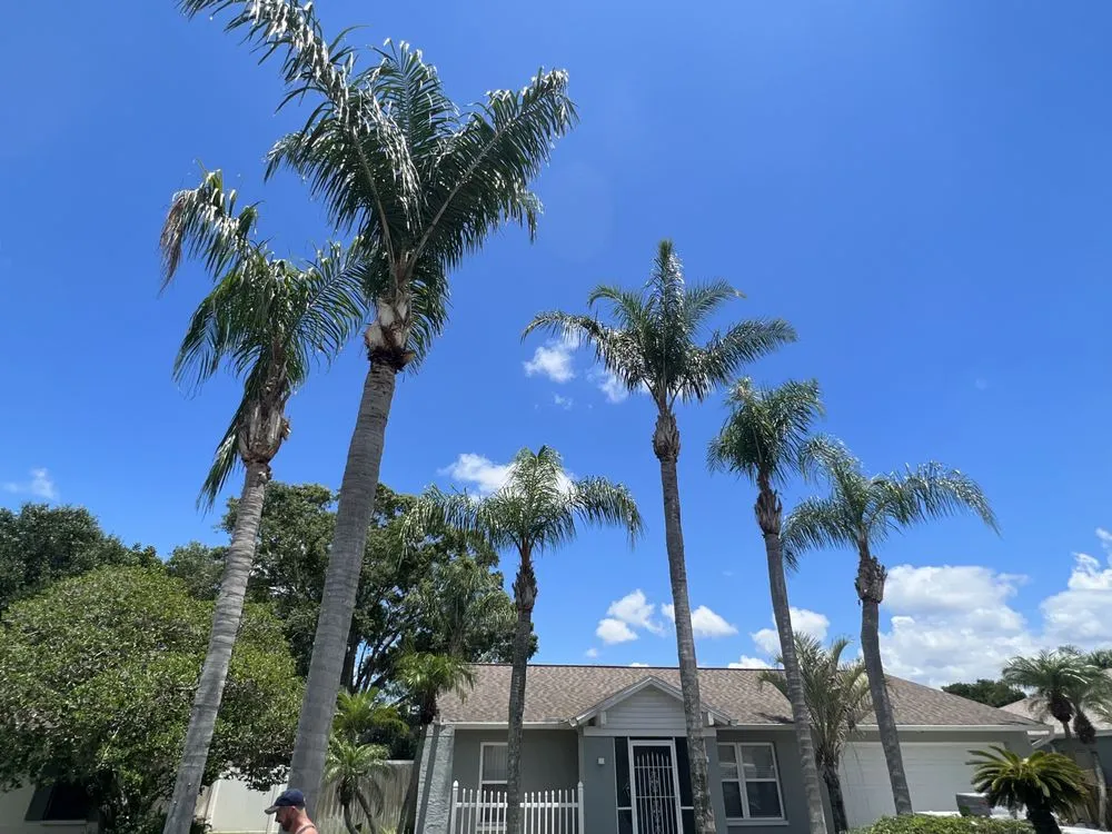 Reliable landscape installation in Tampa, FL - Happy Neighbor Tree Service