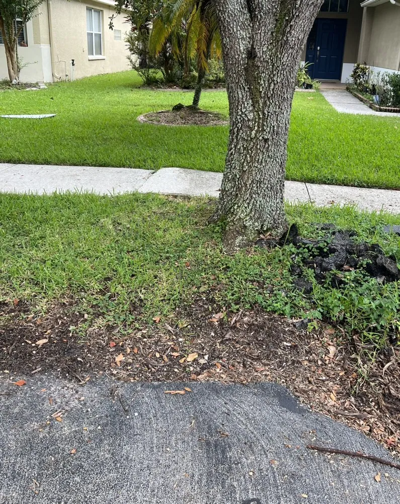 Expert landscaping services in Tampa, FL - Happy Neighbor Tree Service