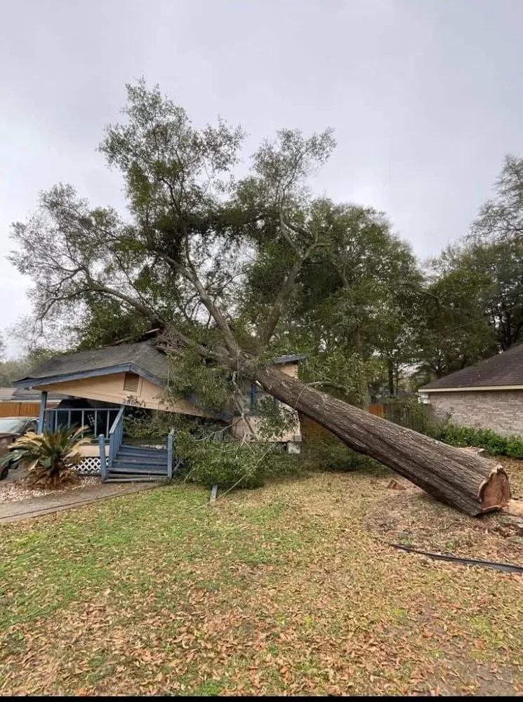 Expert landscaping services in Tampa, FL - Happy Neighbor Tree Service