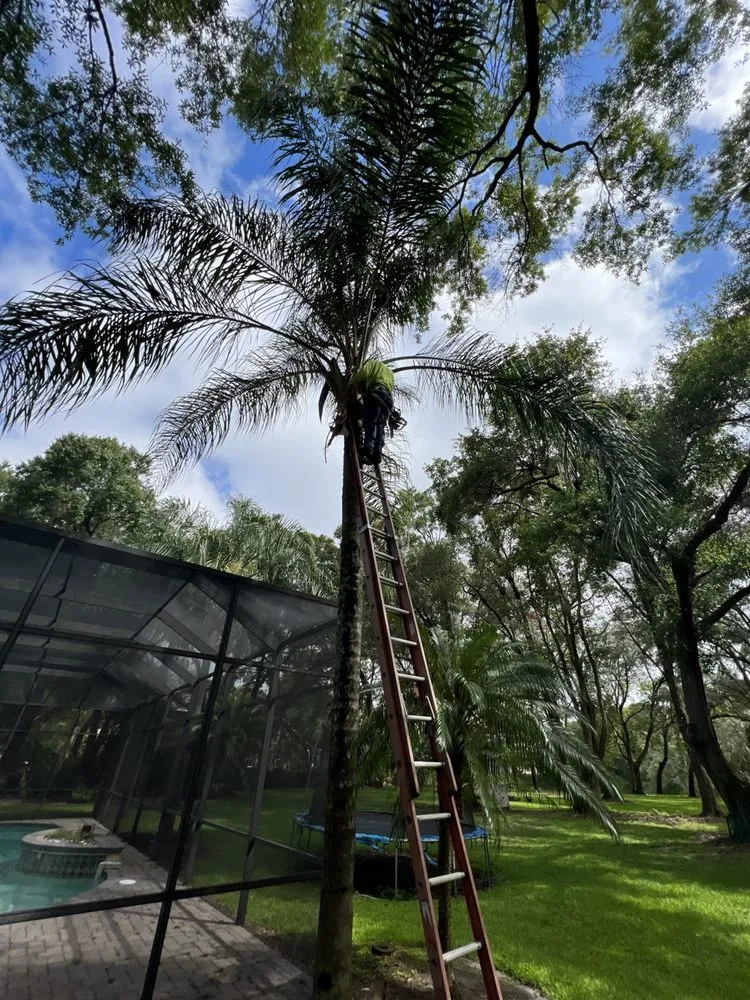 Affordable yard maintenance in Tampa, FL by Happy Neighbor Tree Service
