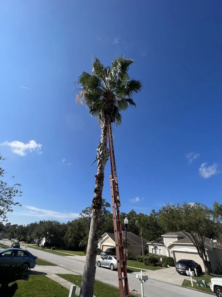 Top-rated yard cleanup service in Tampa, FL - Happy Neighbor Tree Service