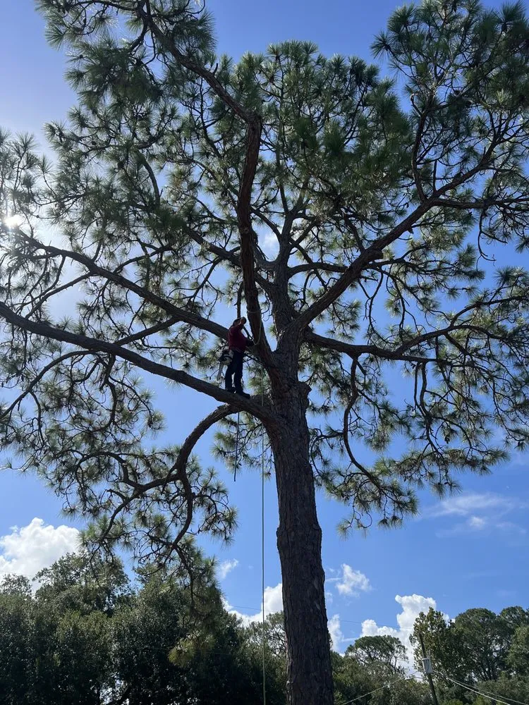 Local landscape design for beautiful yards in Tampa, FL by Happy Neighbor Tree Service
