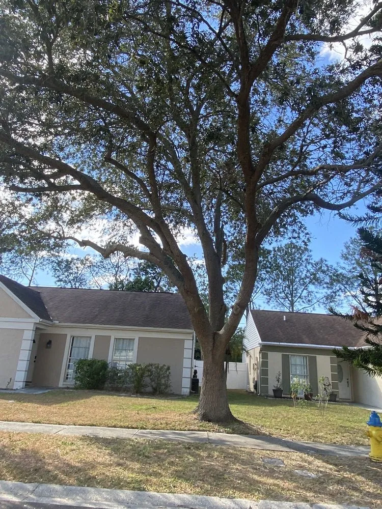 Affordable yard cleanup service experts serving Tampa, FL - Happy Neighbor Tree Service