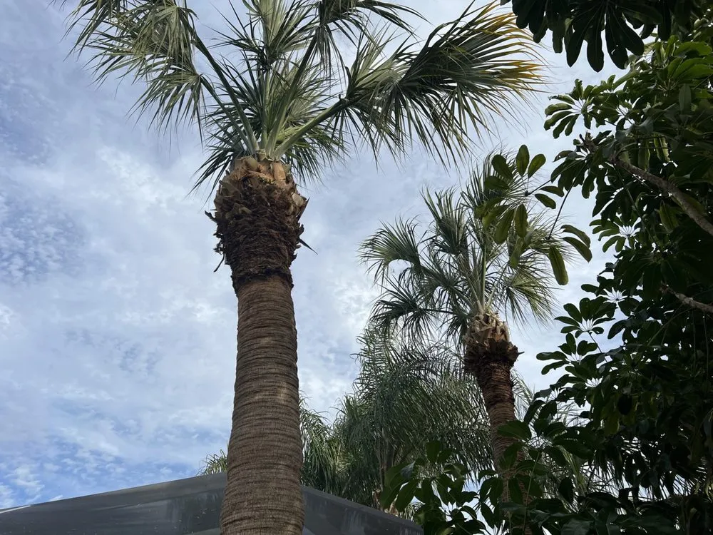 Expert lawn mowing service for outdoor upgrades across Tampa, FL - Happy Neighbor Tree Service