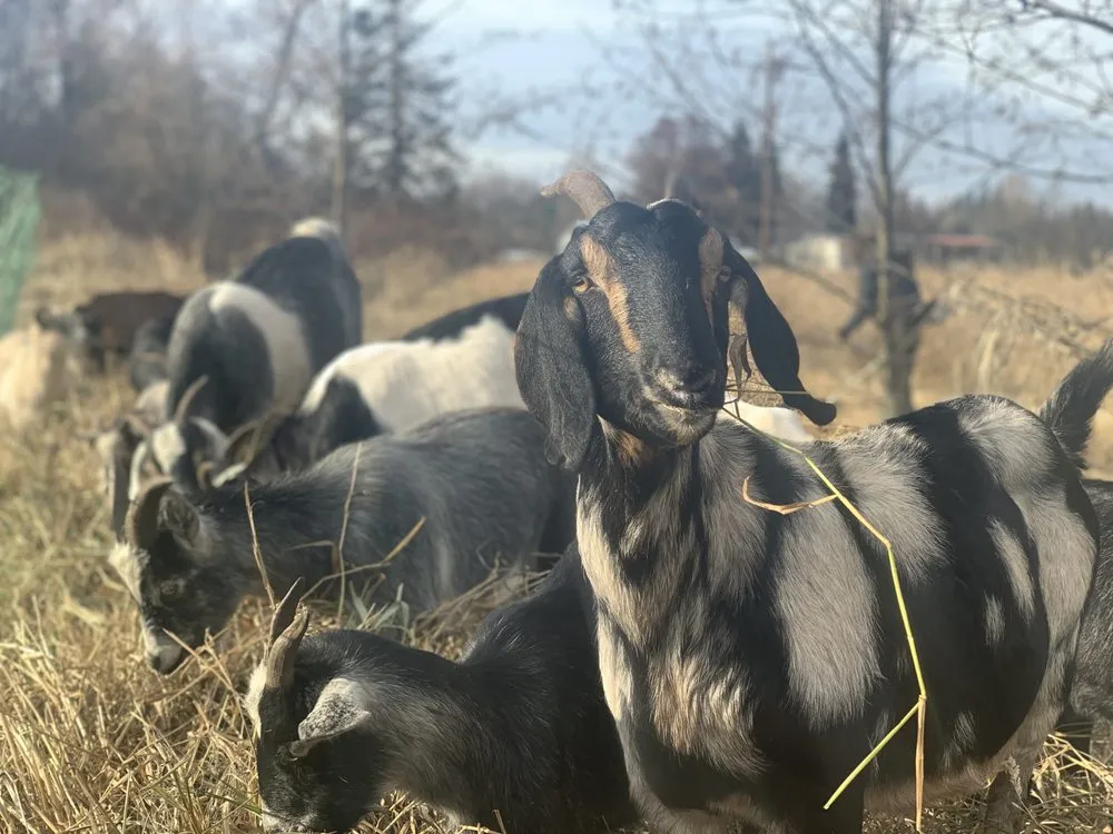 Expert lawn mowing service for outdoor upgrades across Deming, WA - Happy Path Farms