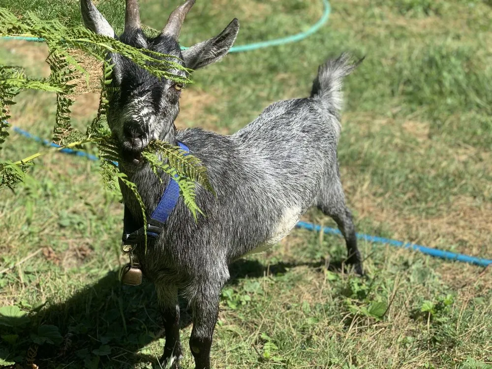 Professional yard maintenance experts serving Deming, WA - Happy Path Farms