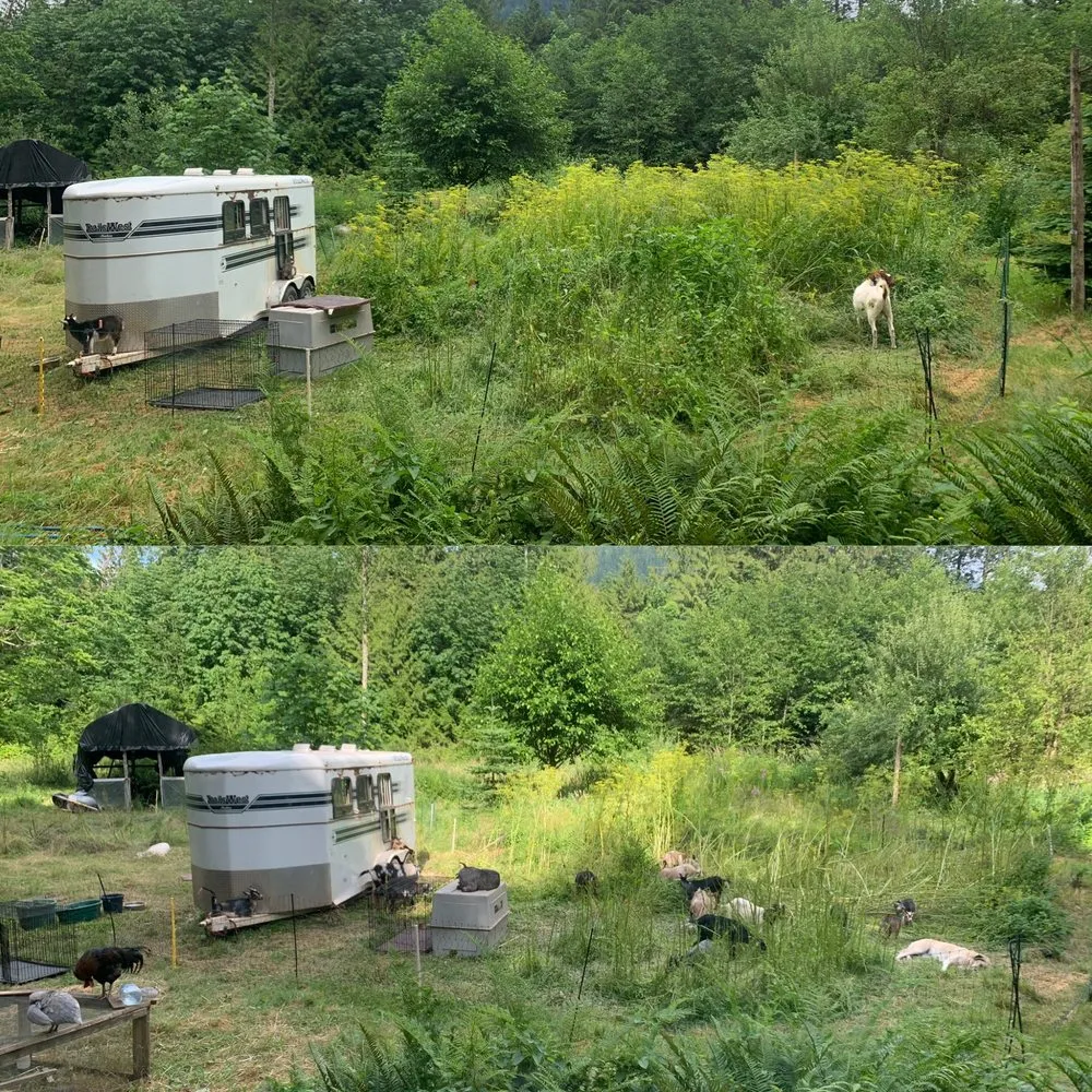 Expert lawn mowing service with custom design in Deming, WA by Happy Path Farms
