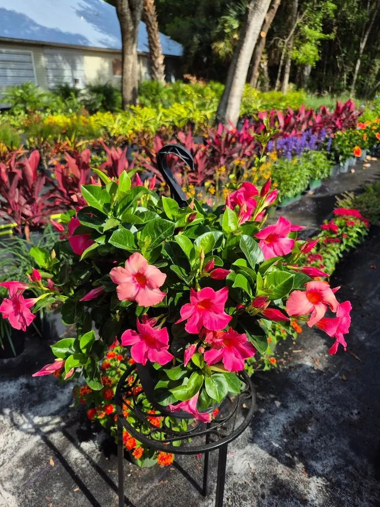 Reliable landscaping services in Oak Hill, FL by Happy Plants Heaven