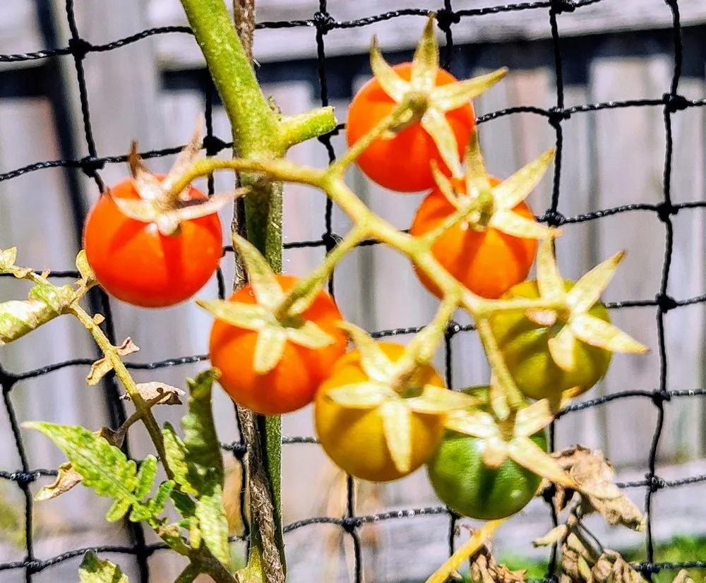 Reliable landscaping services near you in St. Petersburg, FL by Happy Plants Private Gardening and Design