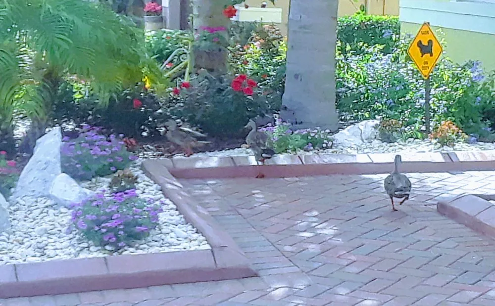 Custom garden landscaping in St. Petersburg, FL - Happy Plants Private Gardening and Design