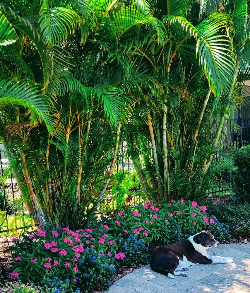 Trusted yard cleanup service in St. Petersburg, FL - Happy Plants Private Gardening and Design