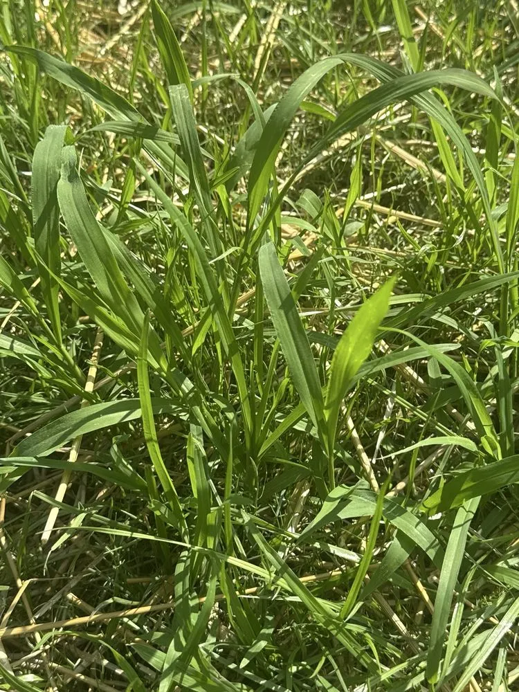 Professional garden landscaping experts serving Indianapolis, IN - Happy Tree & Landscaping