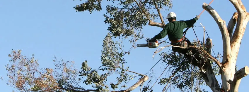 Expert residential landscaping experts serving Mill Valley, CA - Happy Tree