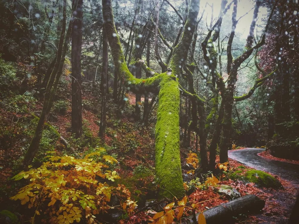 Local landscape installation for year-round maintenance across Mill Valley, CA - Happy Tree