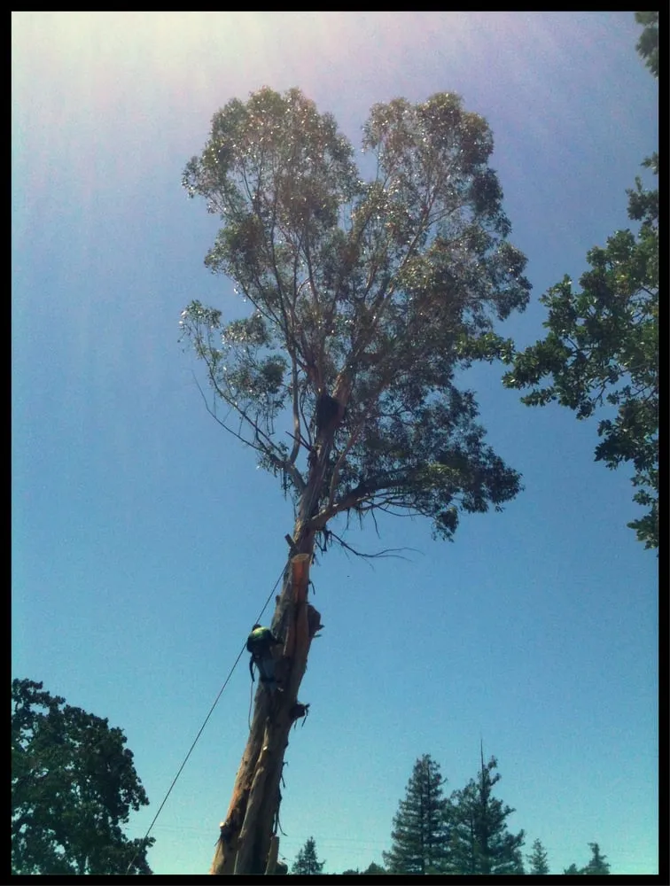 Trusted lawn mowing service in Mill Valley, CA - Happy Tree