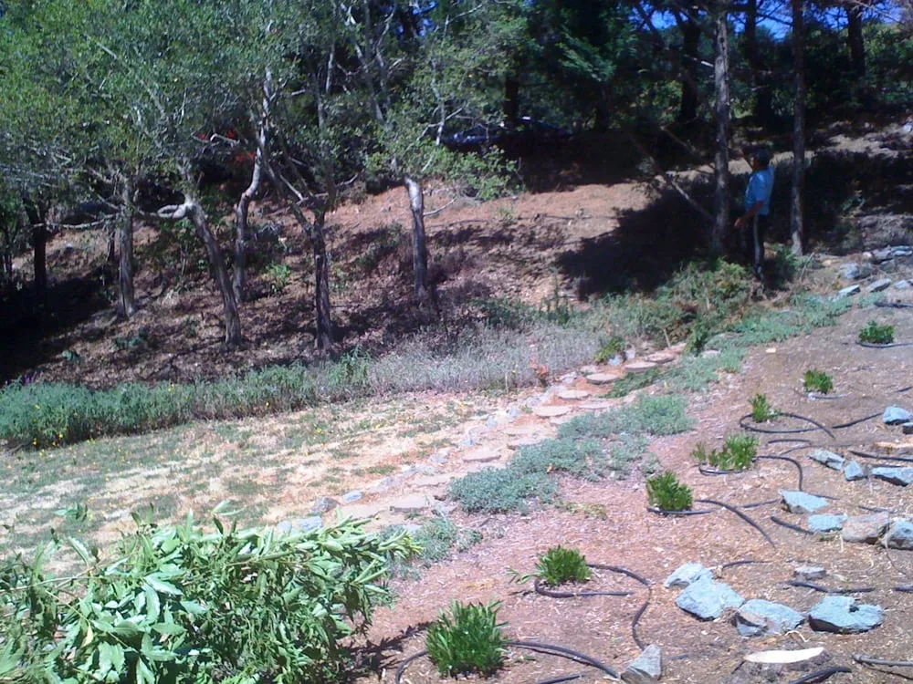 Expert yard cleanup service in Mill Valley, CA by Happy Tree