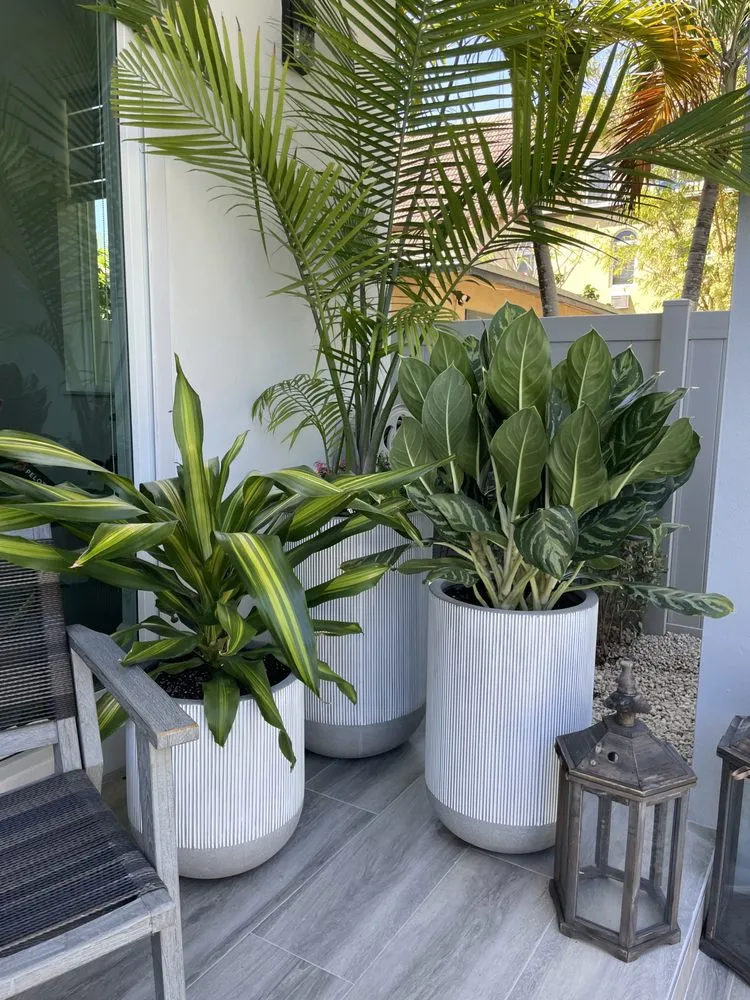 Professional yard cleanup service for year-round maintenance in Fort Lauderdale, FL by Happy Trees