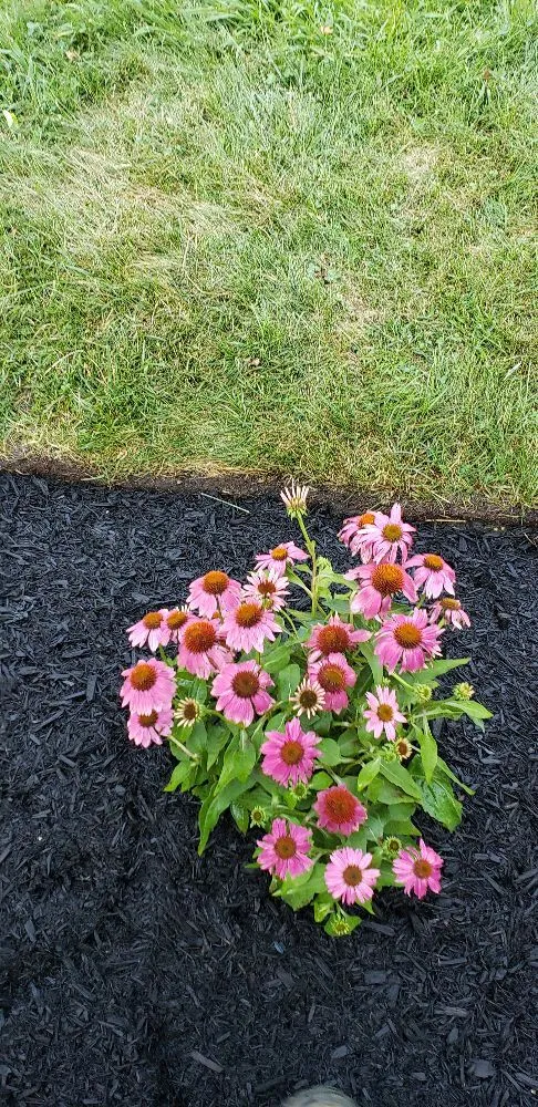 Custom lawn care service in Bayville, NJ - Happy wife Happy Life Landscaping