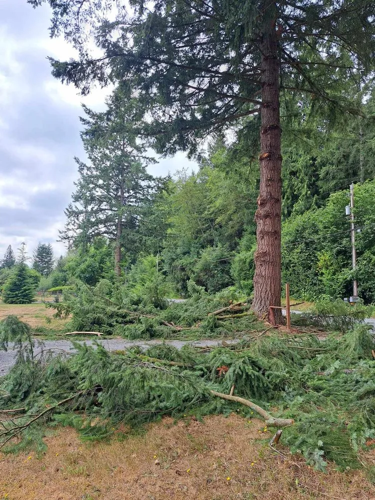 Top-rated lawn mowing service in Sedro-Woolley, WA by Happy Yards Tree Service & Lawn Care