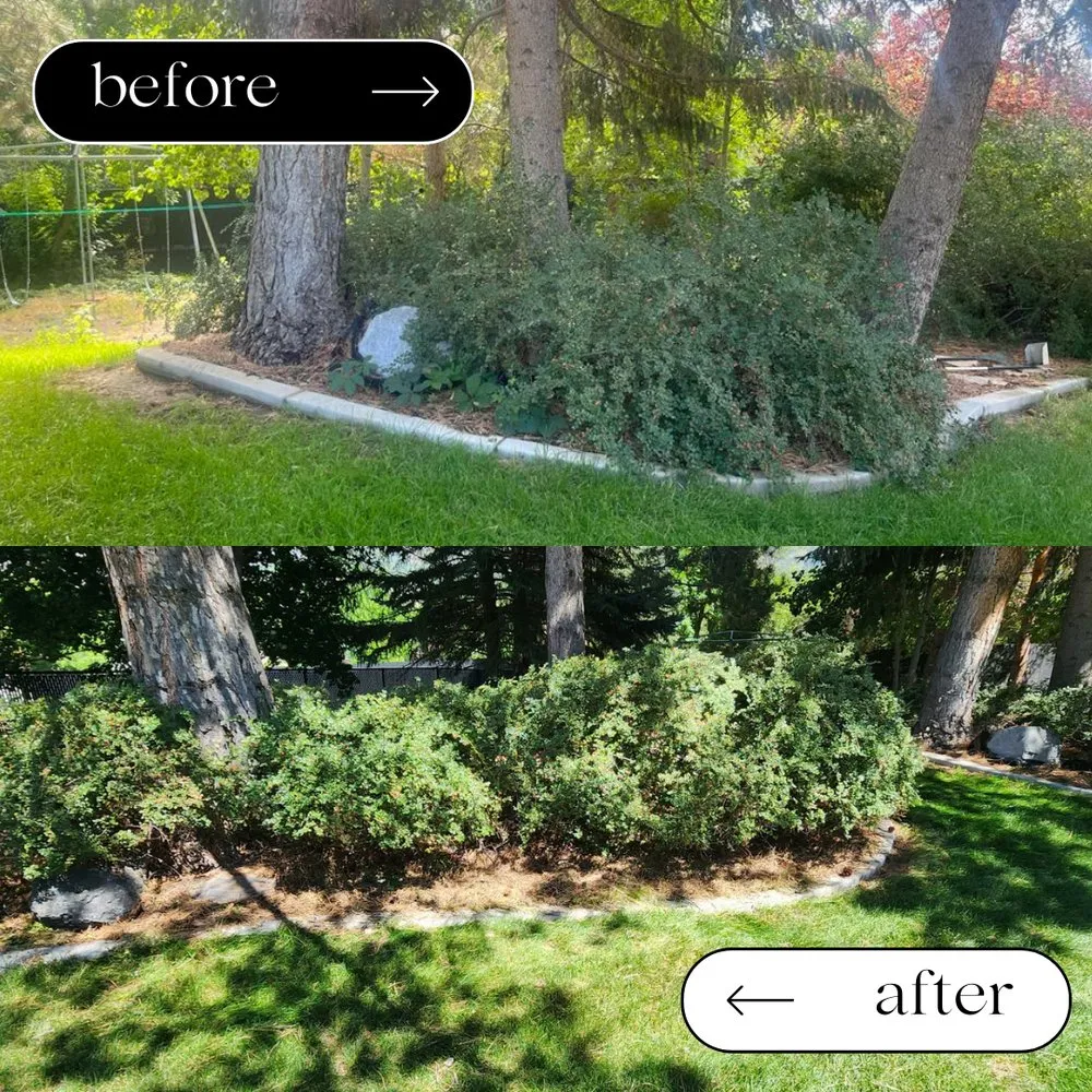 Professional yard cleanup service experts serving Alpine, UT - Harambe's Jungle Management Services