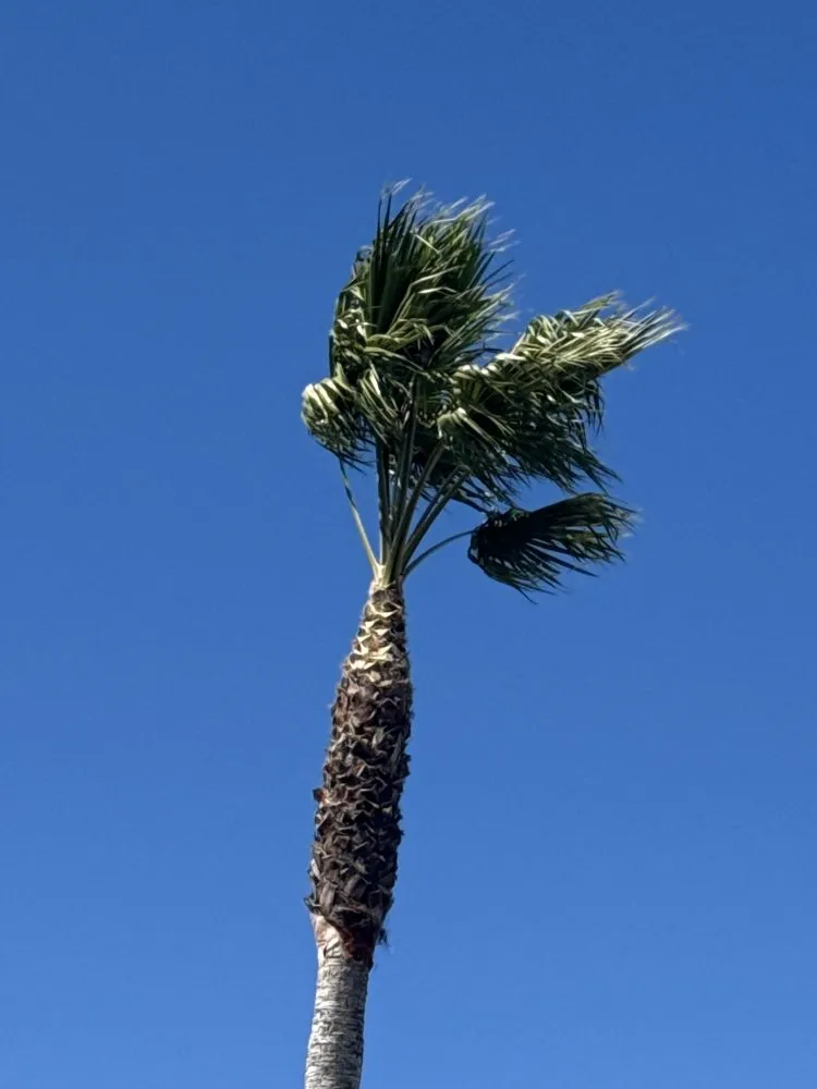 Top-rated lawn care service experts serving Los Angeles, CA - Harbor Area Landscaping