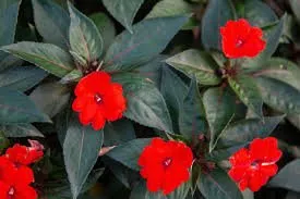 Custom landscaping services experts serving Los Angeles, CA - Harbor Area Landscaping