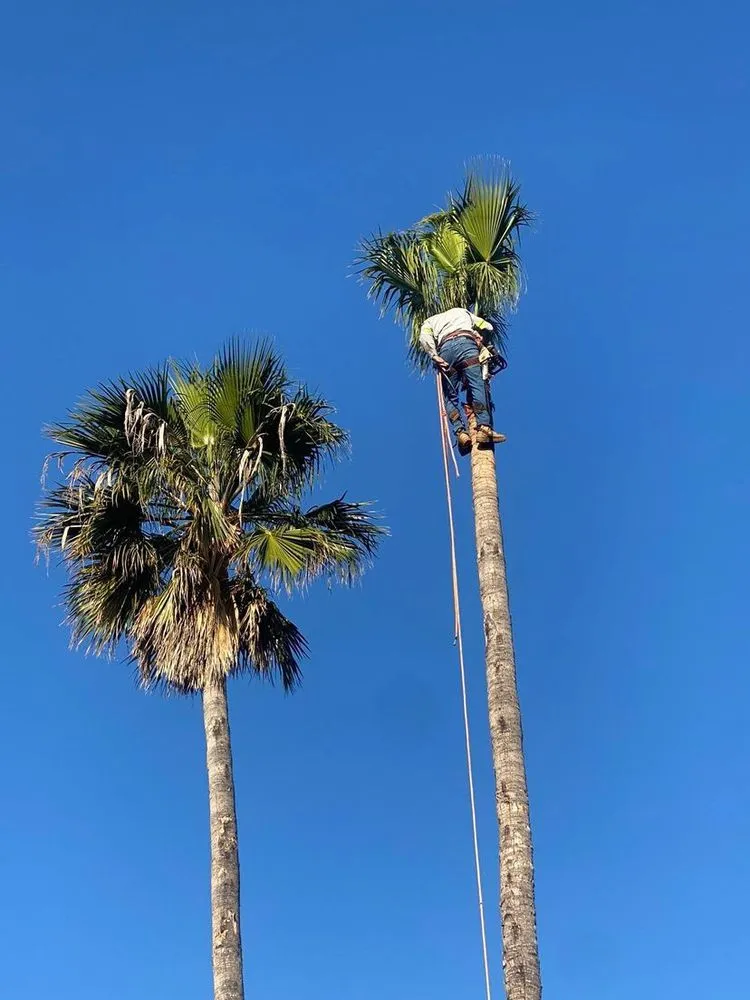 Reliable lawn mowing service in Los Angeles, CA by Harbor Area Landscaping