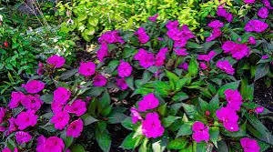 Local residential landscaping in Los Angeles, CA by Harbor Area Landscaping