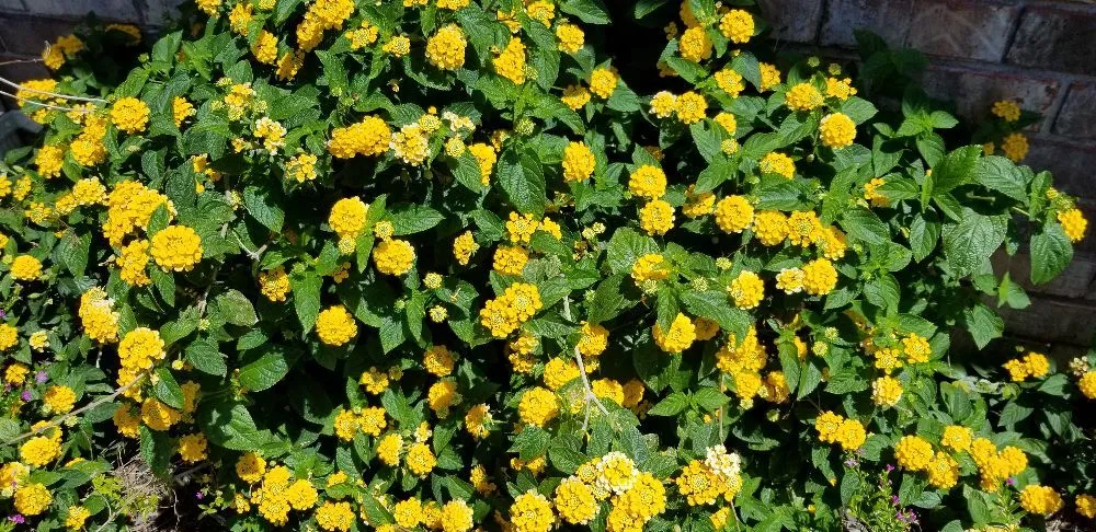 Affordable landscape design experts serving Pensacola, FL - Harbor Bay Landscaping