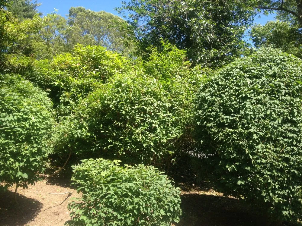 Local garden landscaping in Barnstable, MA - Harbor Haven Landscape