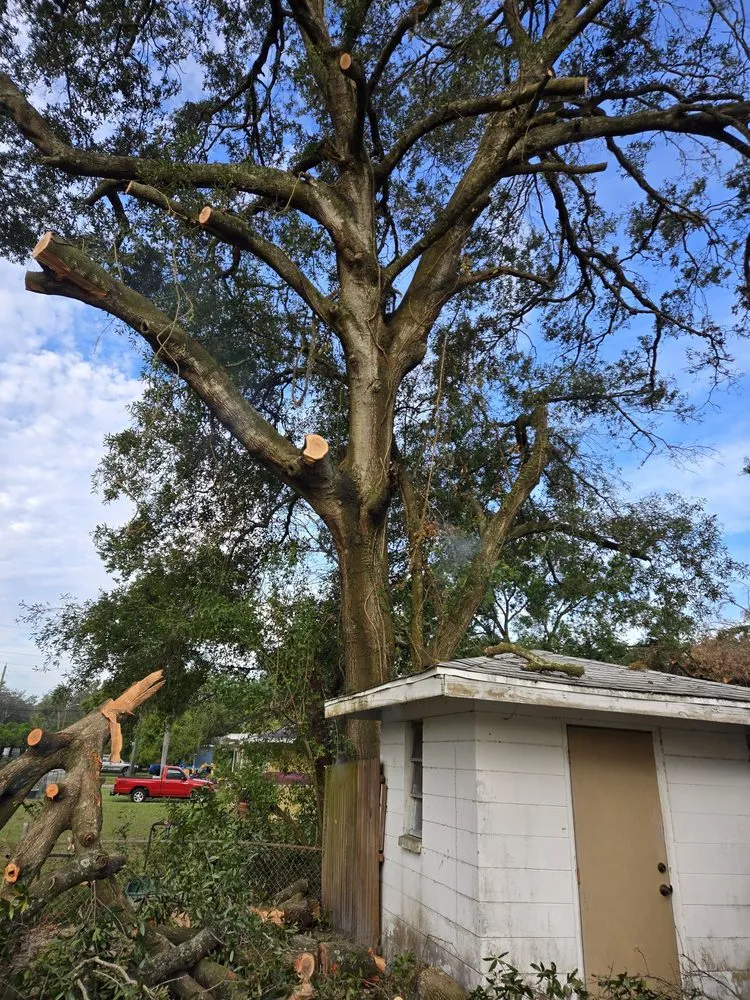 Trusted landscaping services with custom design across Tampa Bay, FL - Harbor Landscape & Tree