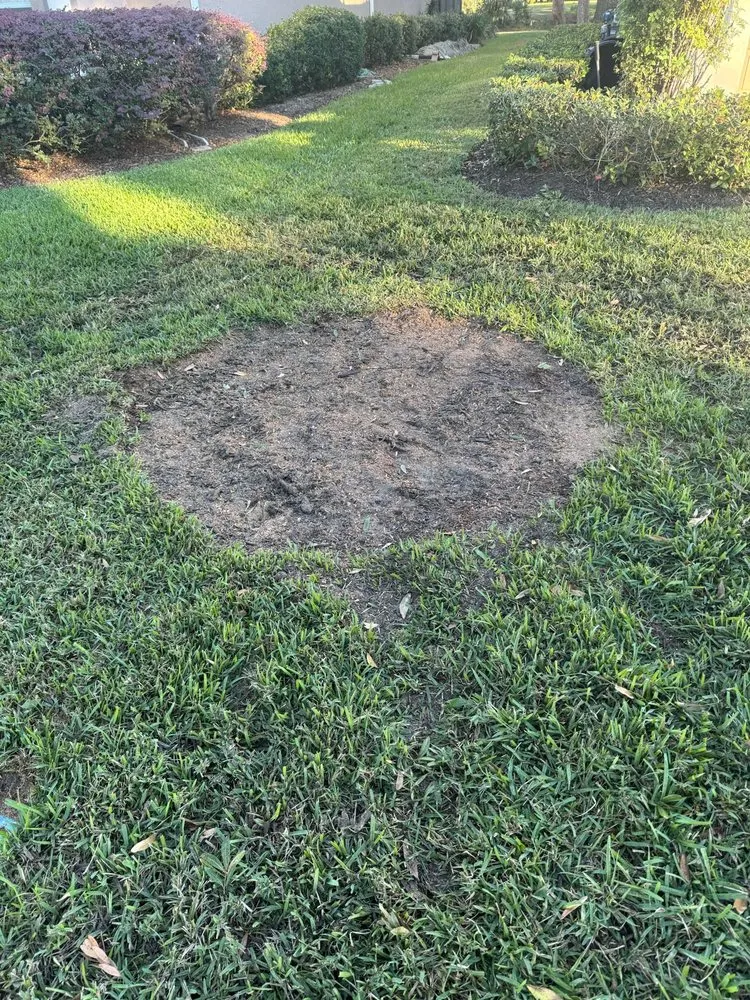 Expert landscape design for residential properties in Tampa Bay, FL by Harbor Landscape & Tree