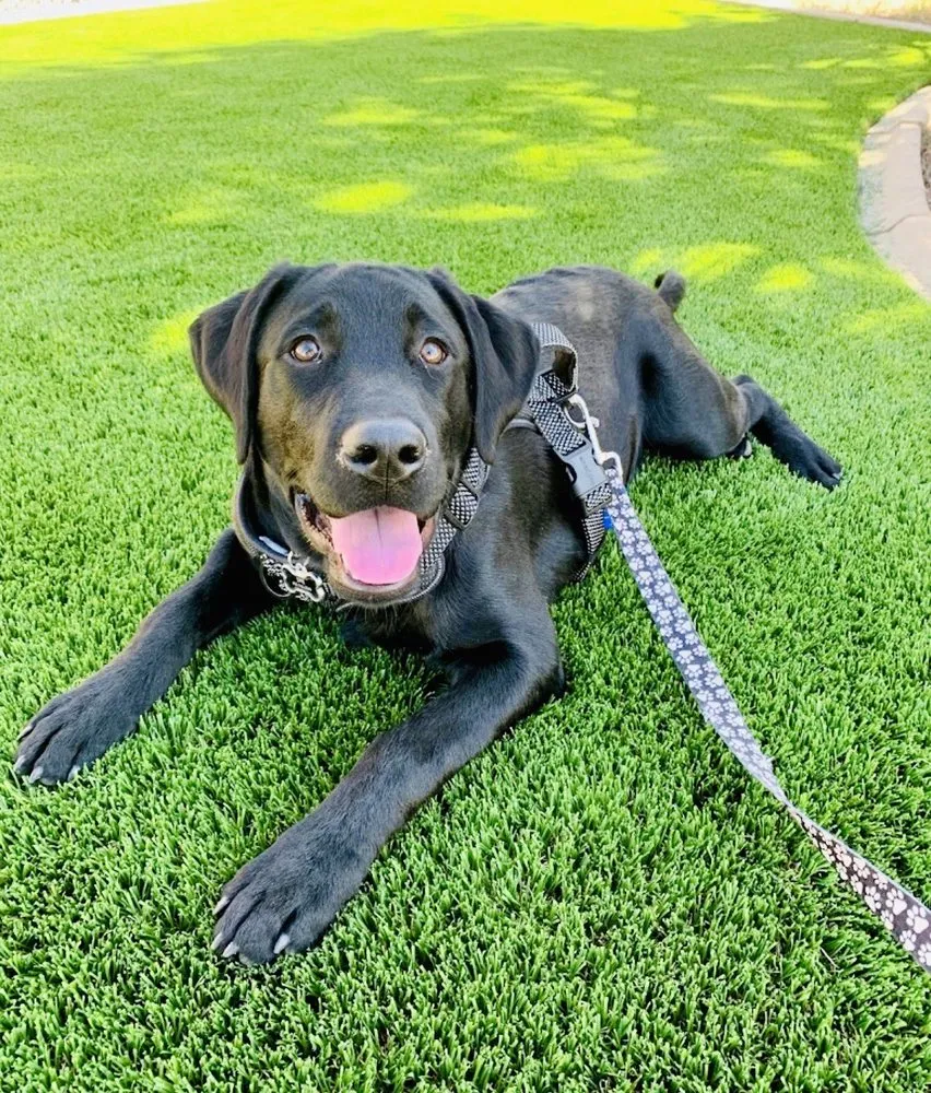 Expert landscape design for residential properties in Modesto, CA by Hard Rock & Turf Landscape