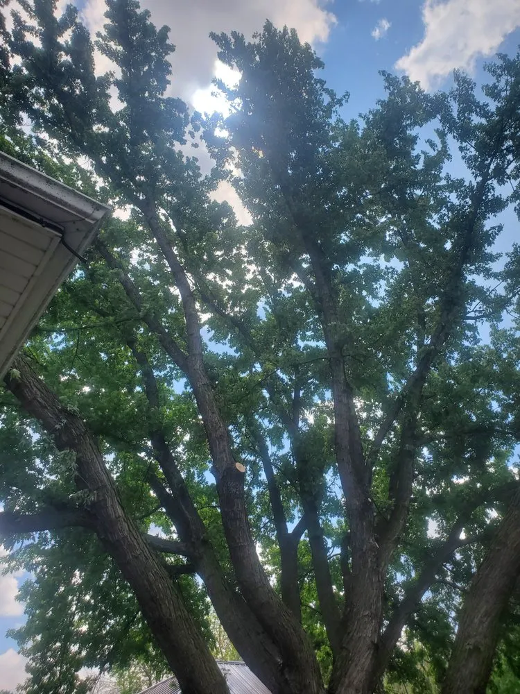 Expert landscape design experts serving Traer, IA - Hardcutz tree service