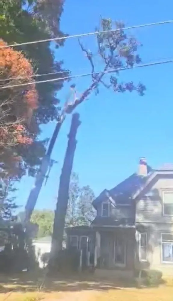 Local yard cleanup service experts serving Traer, IA - Hardcutz tree service